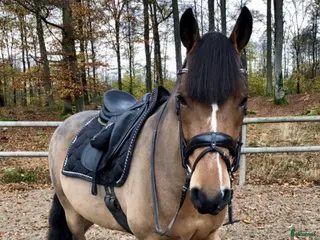 foderhäst Välskolad New Forest - Annons 1