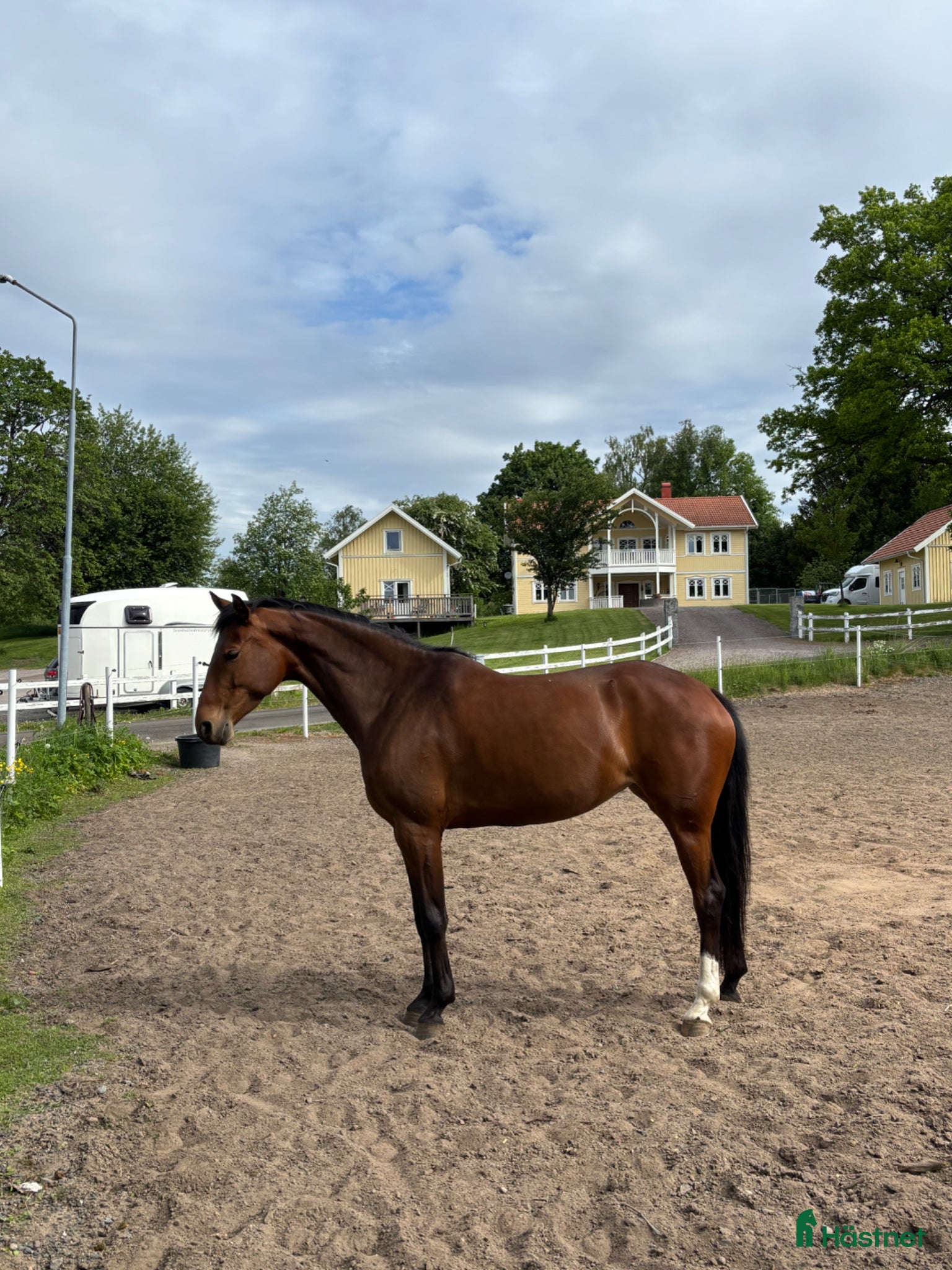  hästar Trevligt sto  - Annons 2