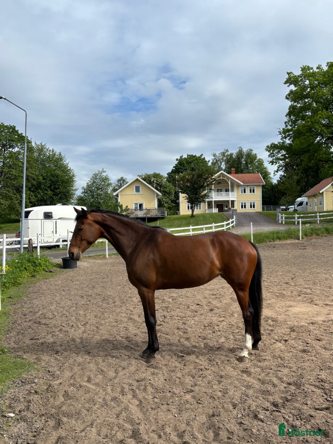 Dressyr hästar till salu: Trevligt sto  - Annons 1