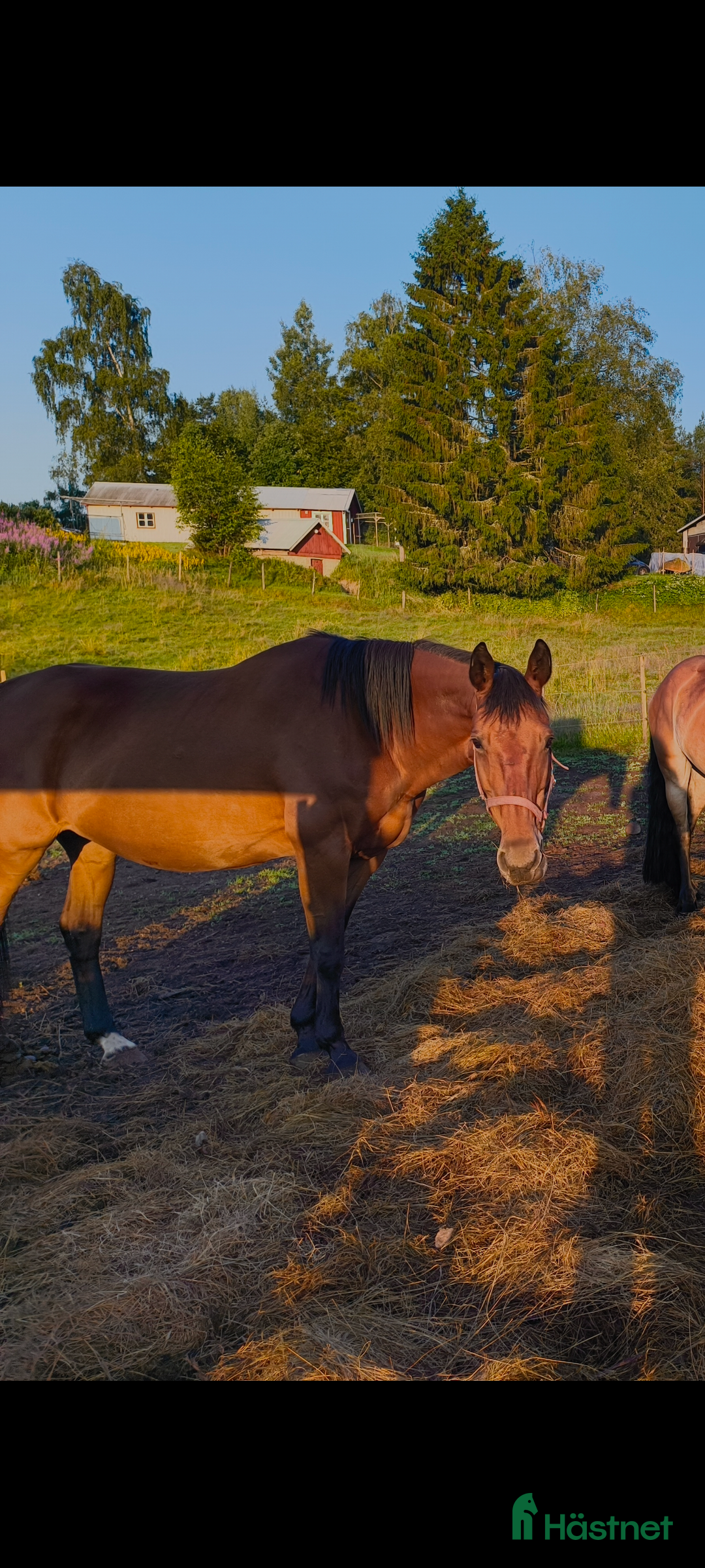 Övrigt hästar till salu: Snällt sto till avel eller lättare ridning i Svenljunga - Annons 2