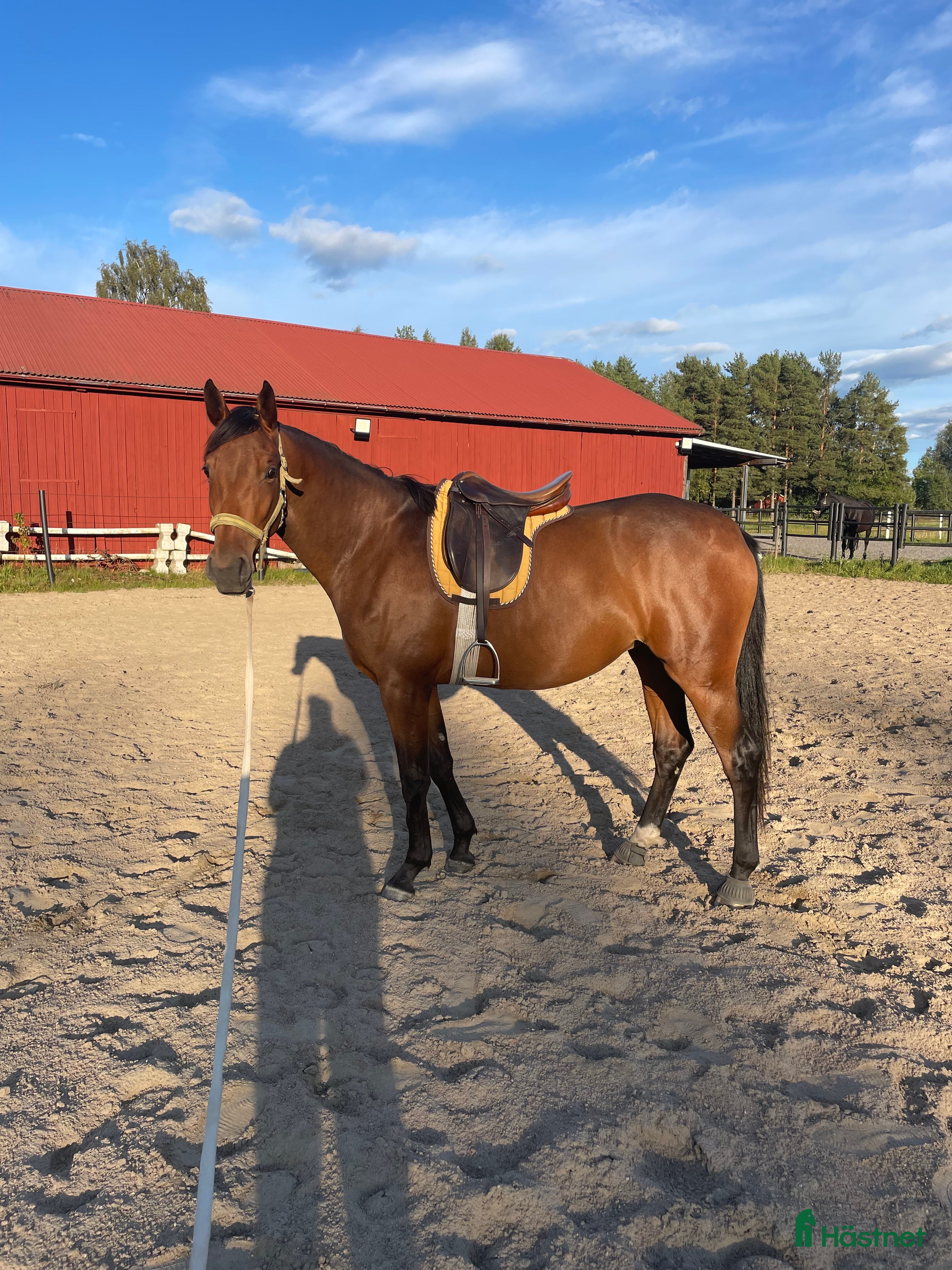  hästar Trevlig unghäst till dressyr eller fälttävlan.  - Annons 5