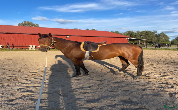  hästar Trevlig unghäst till dressyr eller fälttävlan.  i Nossebro - Annons 5