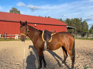 hästar Trevlig unghäst till dressyr eller fälttävlan. - Annons 9