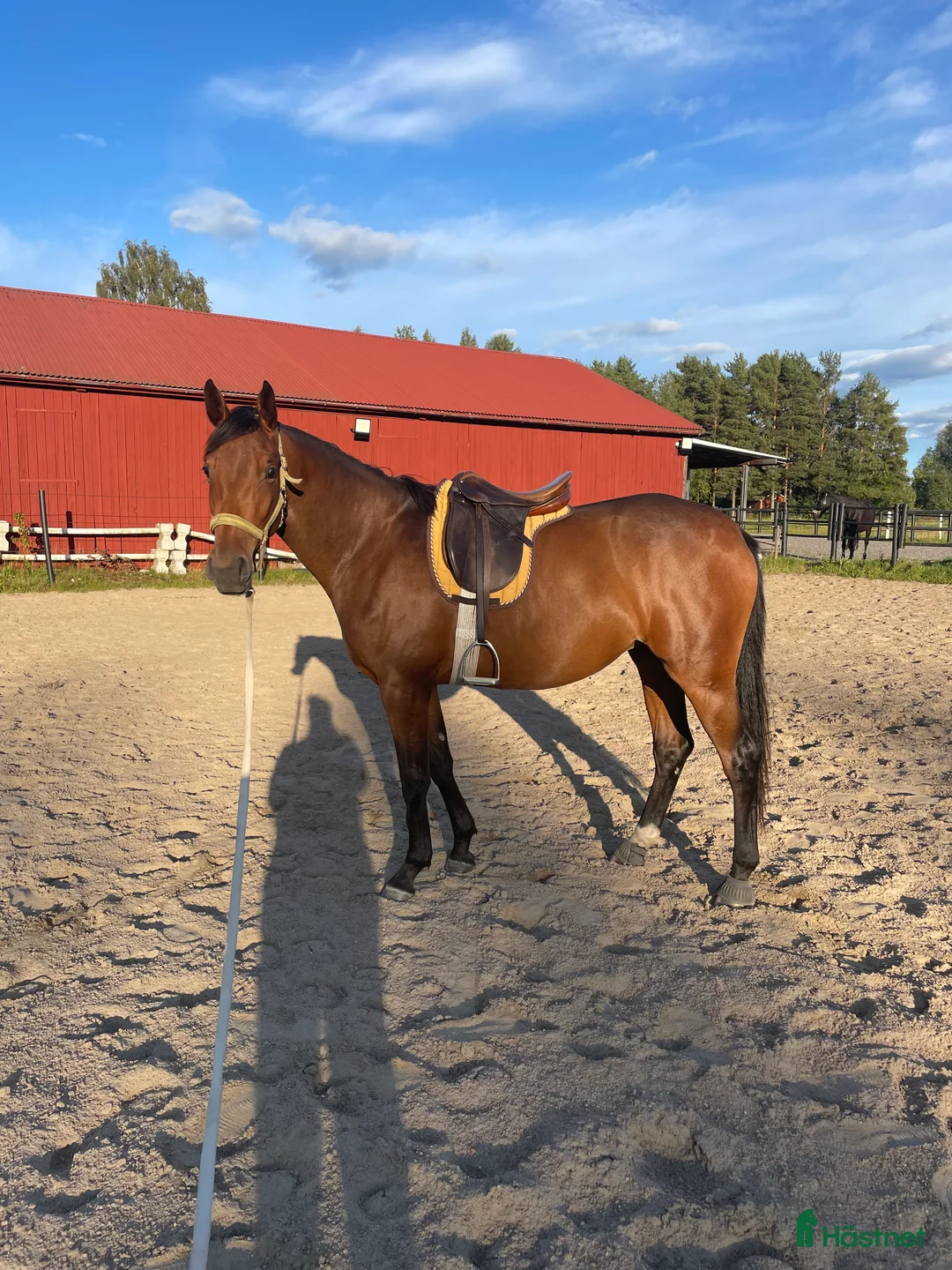 Fälttävlan hästar till salu: Trevlig unghäst till dressyr eller fälttävlan.  - Annons 1