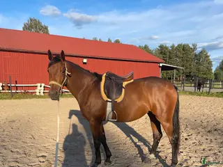 hästar Trevlig unghäst till dressyr eller fälttävlan. - Annons 5