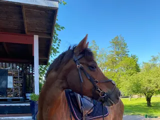 Träns hästutrustning Super fint brunt träns - Annons 18