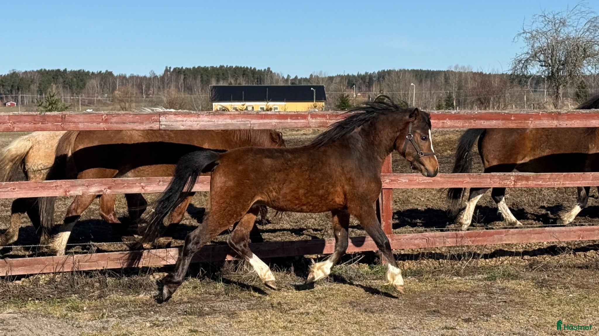  hästar 2 fina Welsh Mountains!   - Annons 3