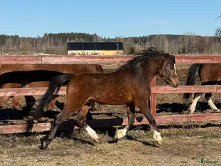 Allround hästar till salu: 2 fina Welsh Mountains! - Annons 3
