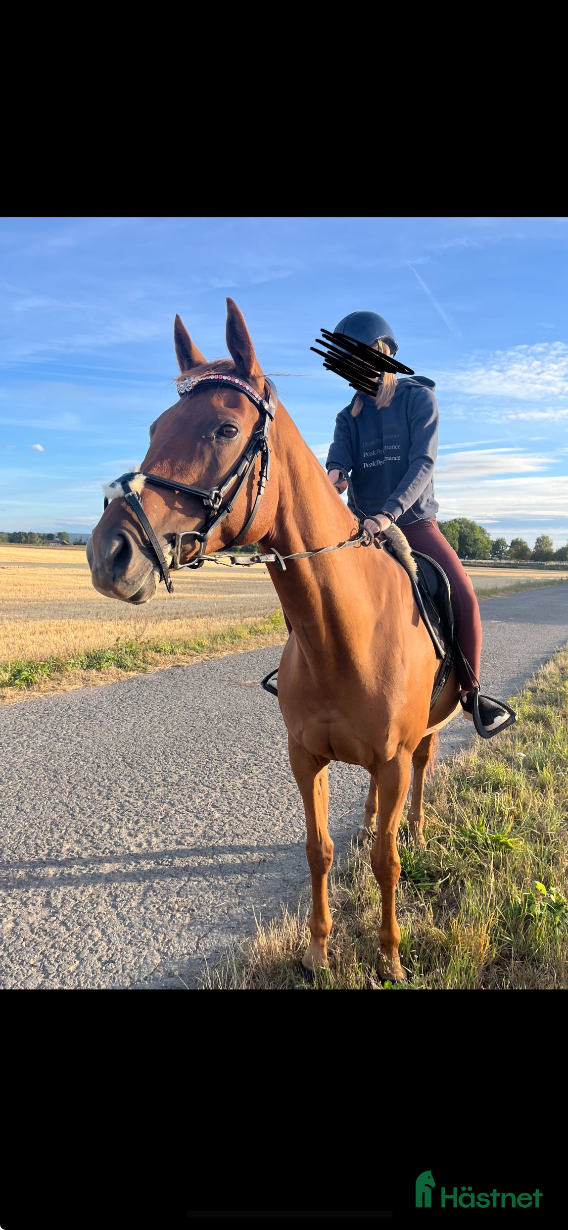  hästar Hopp glad häst söker nytt hem i Kristianstad - Annons 3