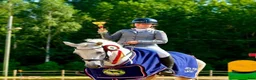 Hoppning hästar till salu:  Connemara Dressage-showjumping pony - Annons 2