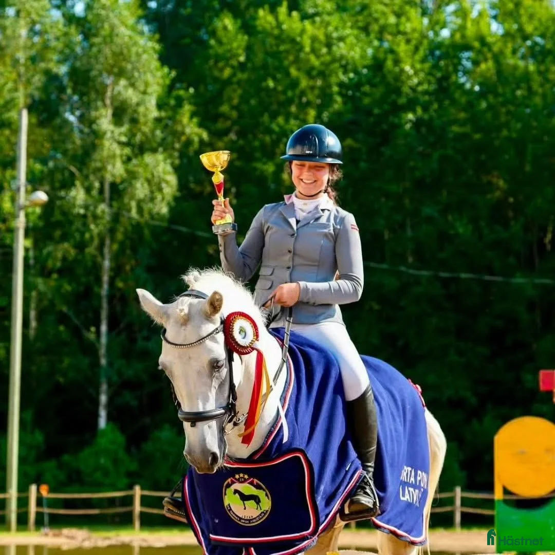 Hoppning hästar till salu:  Connemara Dressage-showjumping pony - Annons 2