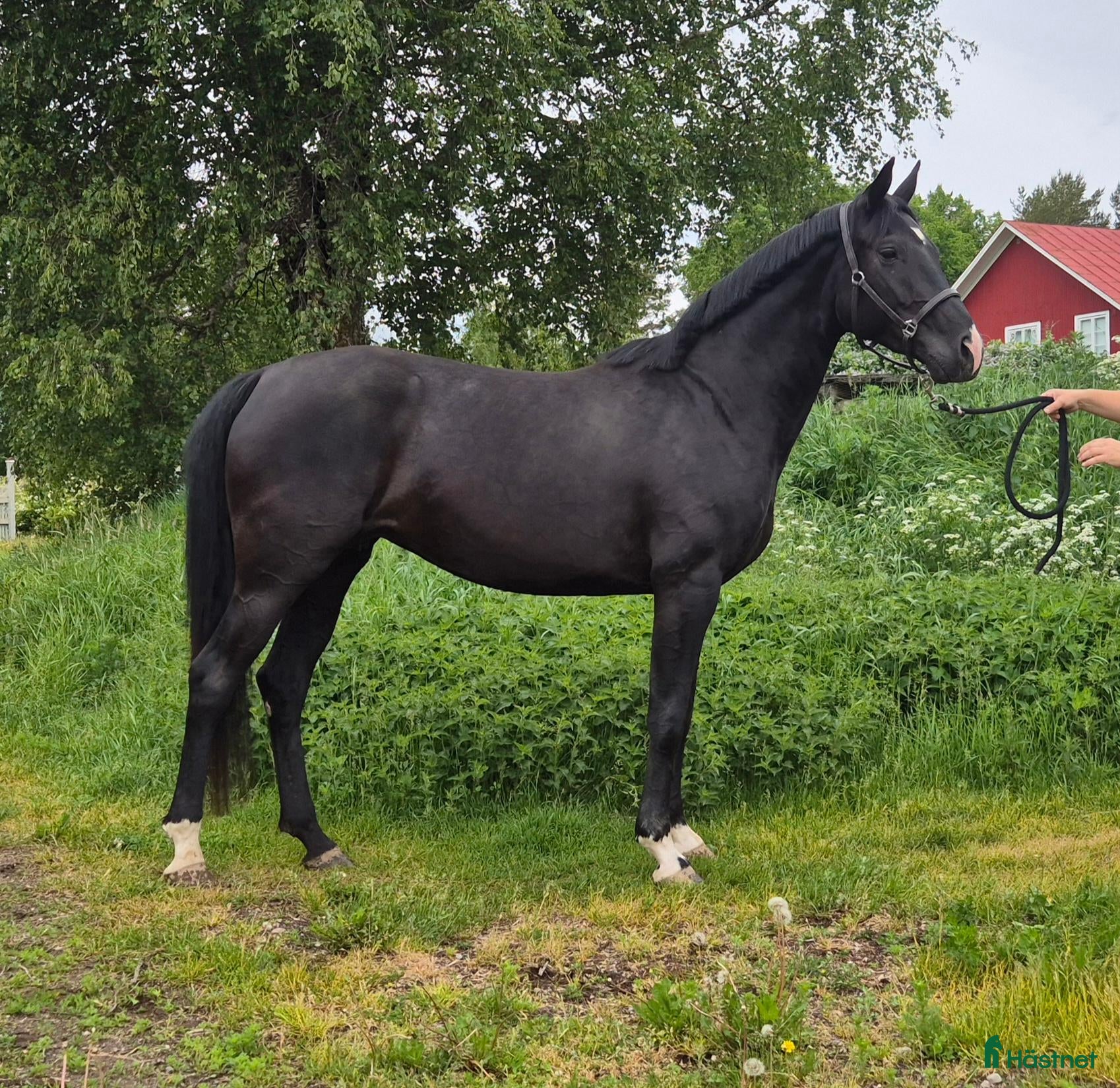Allround hästar till salu: 🐎 Svart 5-årigt kvalitetssto med fint temperament - Annons 1