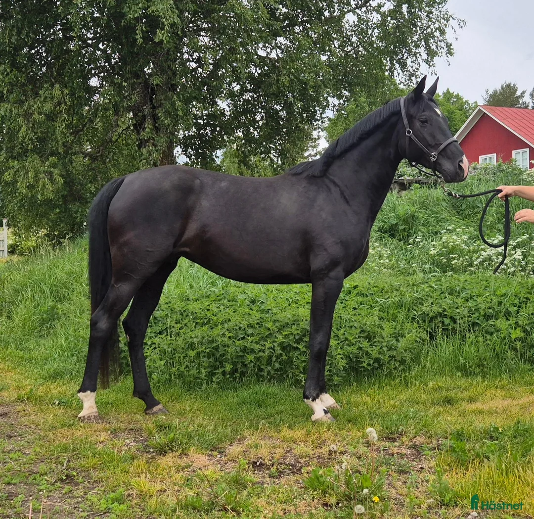 Allround hästar till salu: 🐎 Svart 5-årigt kvalitetssto med fint temperament - Annons 1