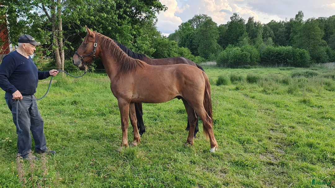 Hoppning hästar till salu:  Treåringar för hopp & fälttävlan - Annons 3