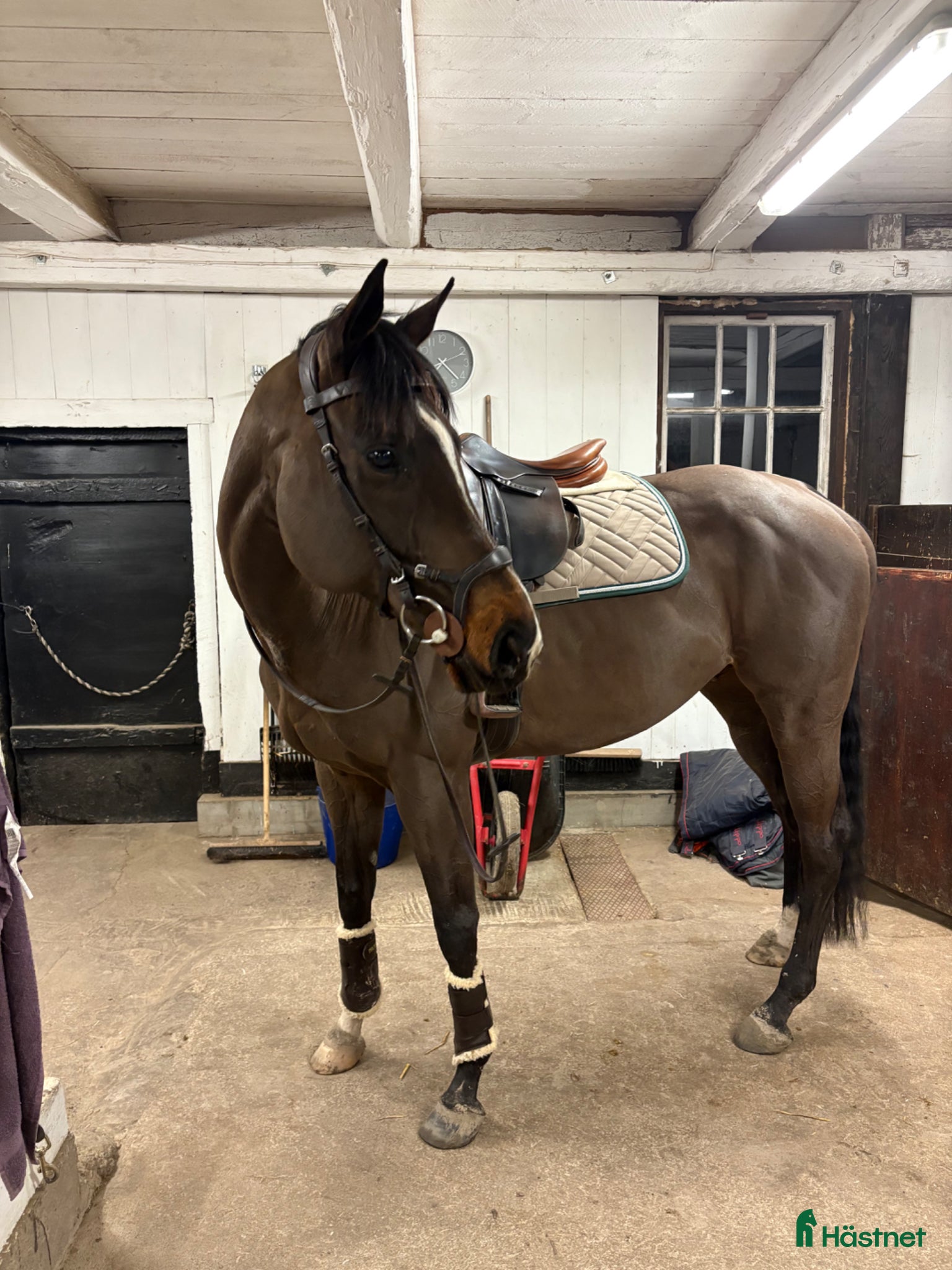  hästar Gulligt fullblodssto - Annons 2