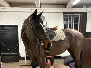 hästar Gulligt fullblodssto - Annons 2