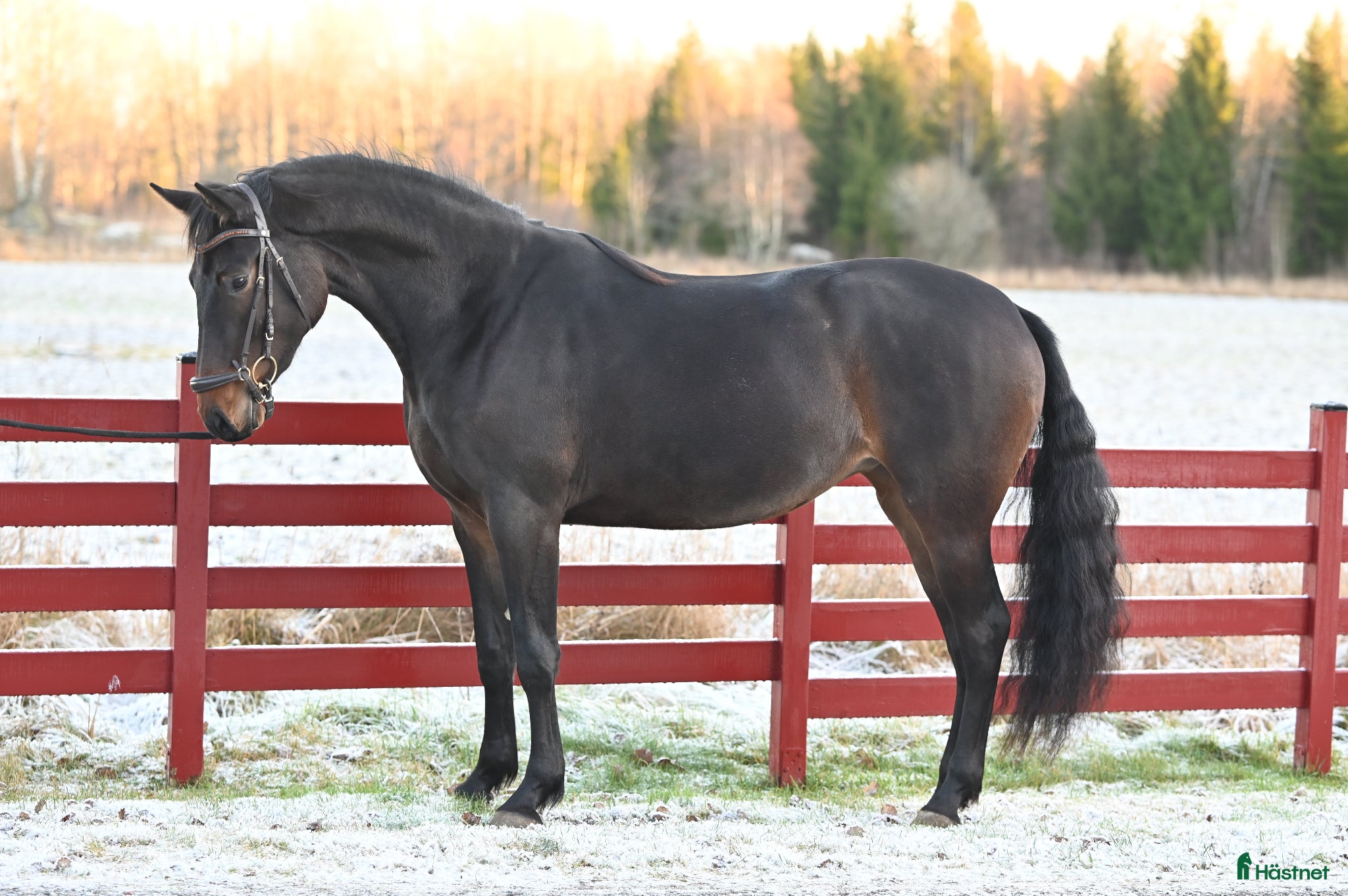  hästar Snyggt och lovande sto.  - Annons 1