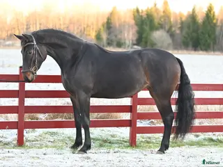 hästar Snyggt och lovande sto. - Annons 1