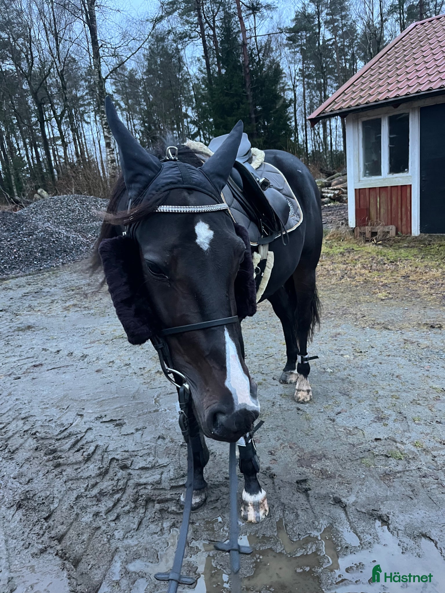  hästar Valack till sällskap  - Annons 1