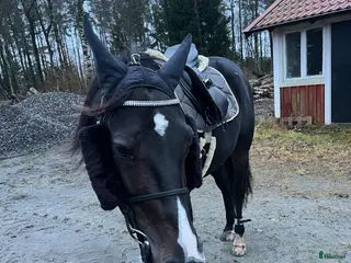 hästar Valack till sällskap - Annons 1