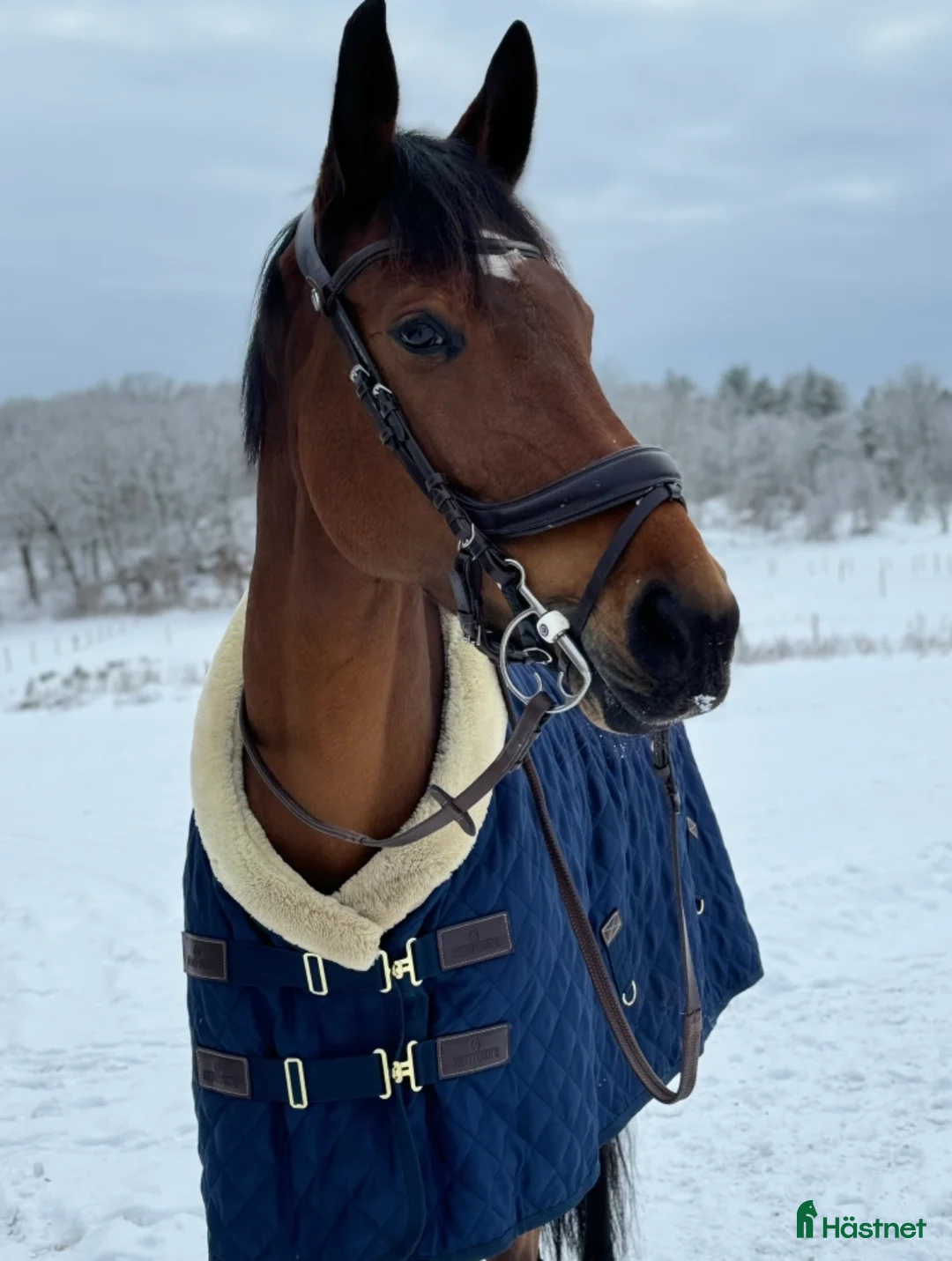 Hoppning hästar till salu: *Reserverad* Finstammat sto - Annons 3