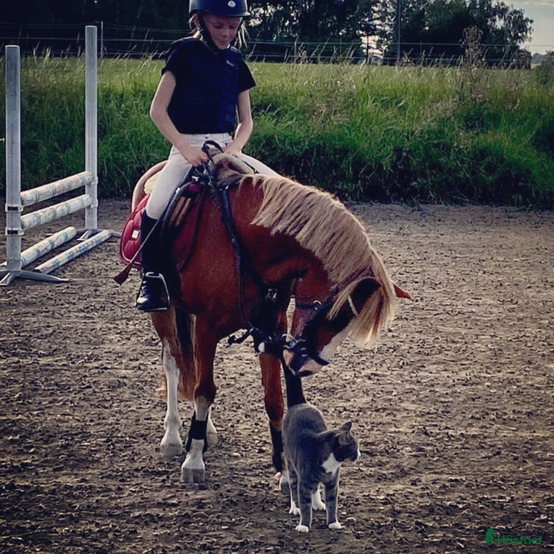 Allround hästar till salu: Sockersöt läromästare  - Annons 6