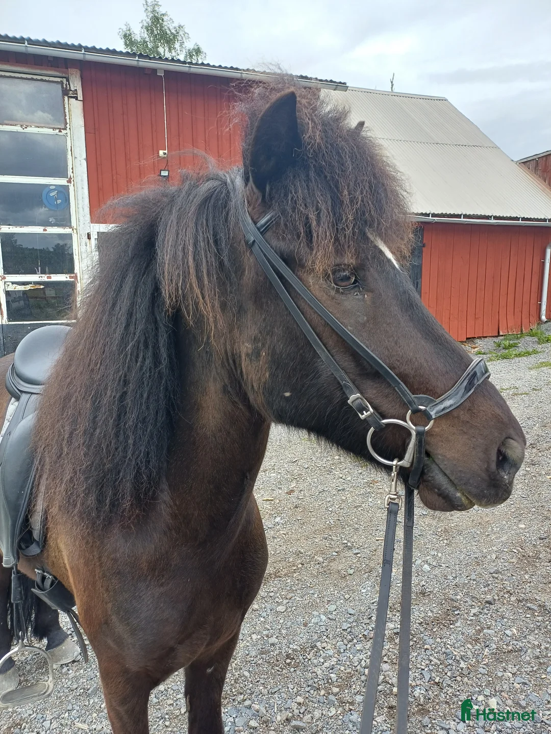 Island hästar till salu: Valack f-17 - Annons 1