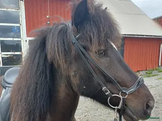 hästar Valack f-17 - Annons 2