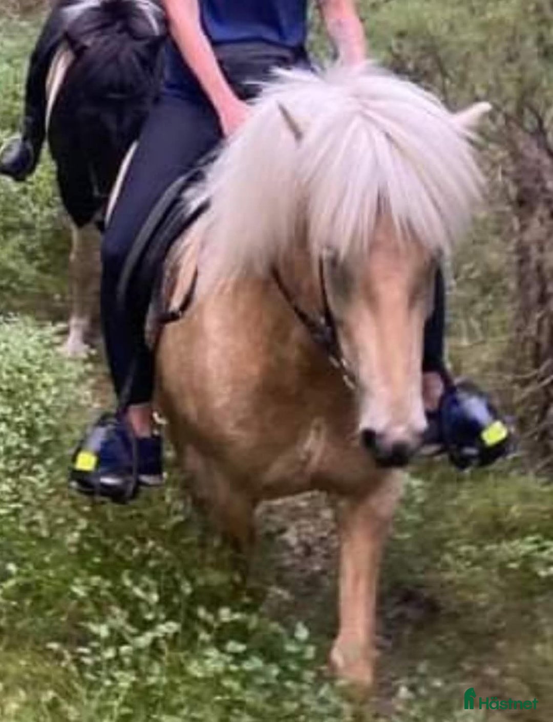 Island hästar till salu: Islandshäst med mycket motor, kan lånas ut. i Pålsboda - Annons 2