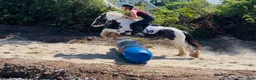 Allround hästar till salu: Super 128 gelding  - Annons 4