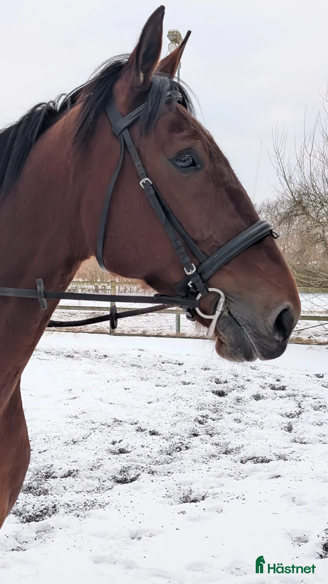 Sällskap hästar till salu: Inriden 8årig valack  i Halmstad - Annons 2