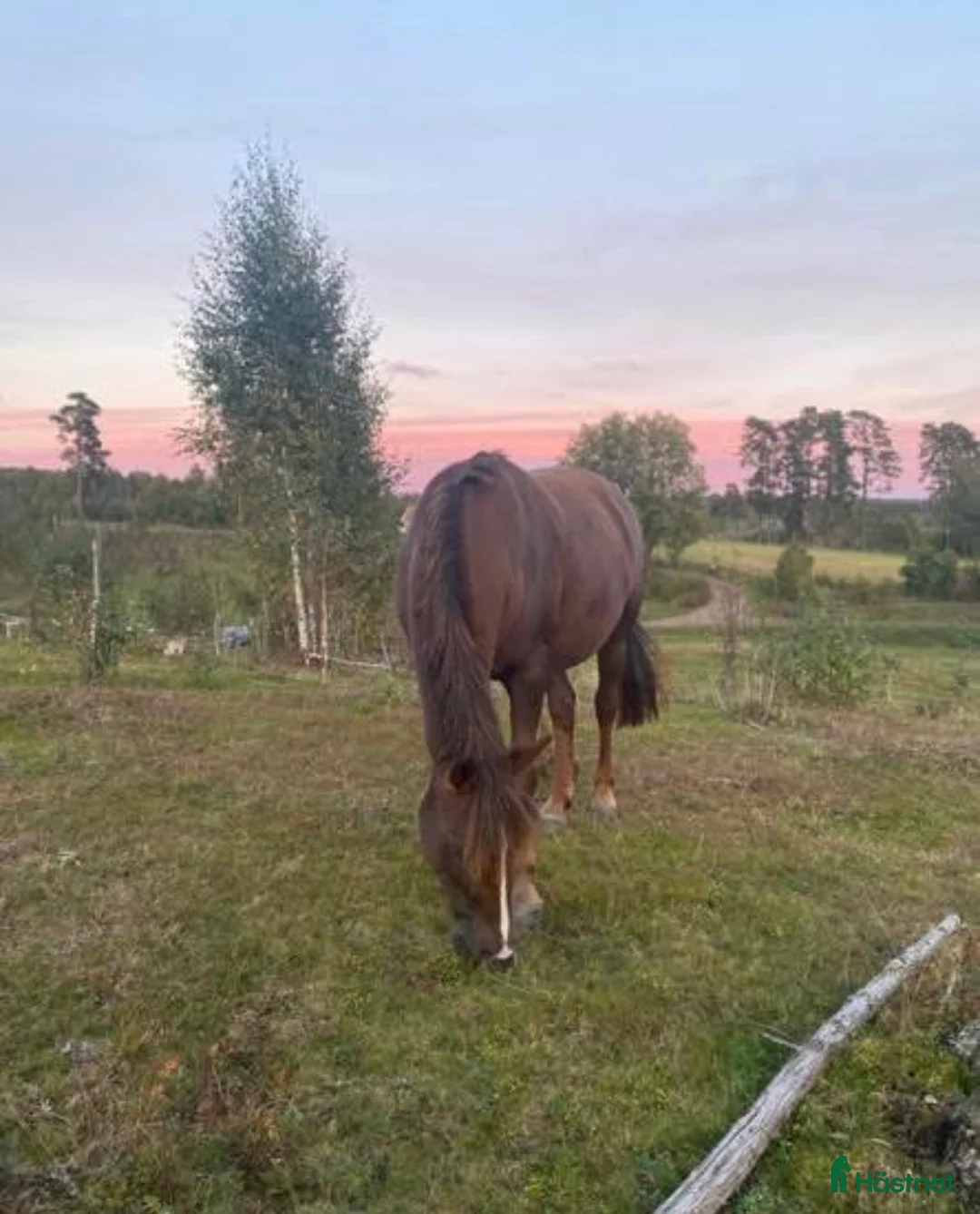 Övrigt hästar till salu: Vackert D-ponnysto - Annons 2