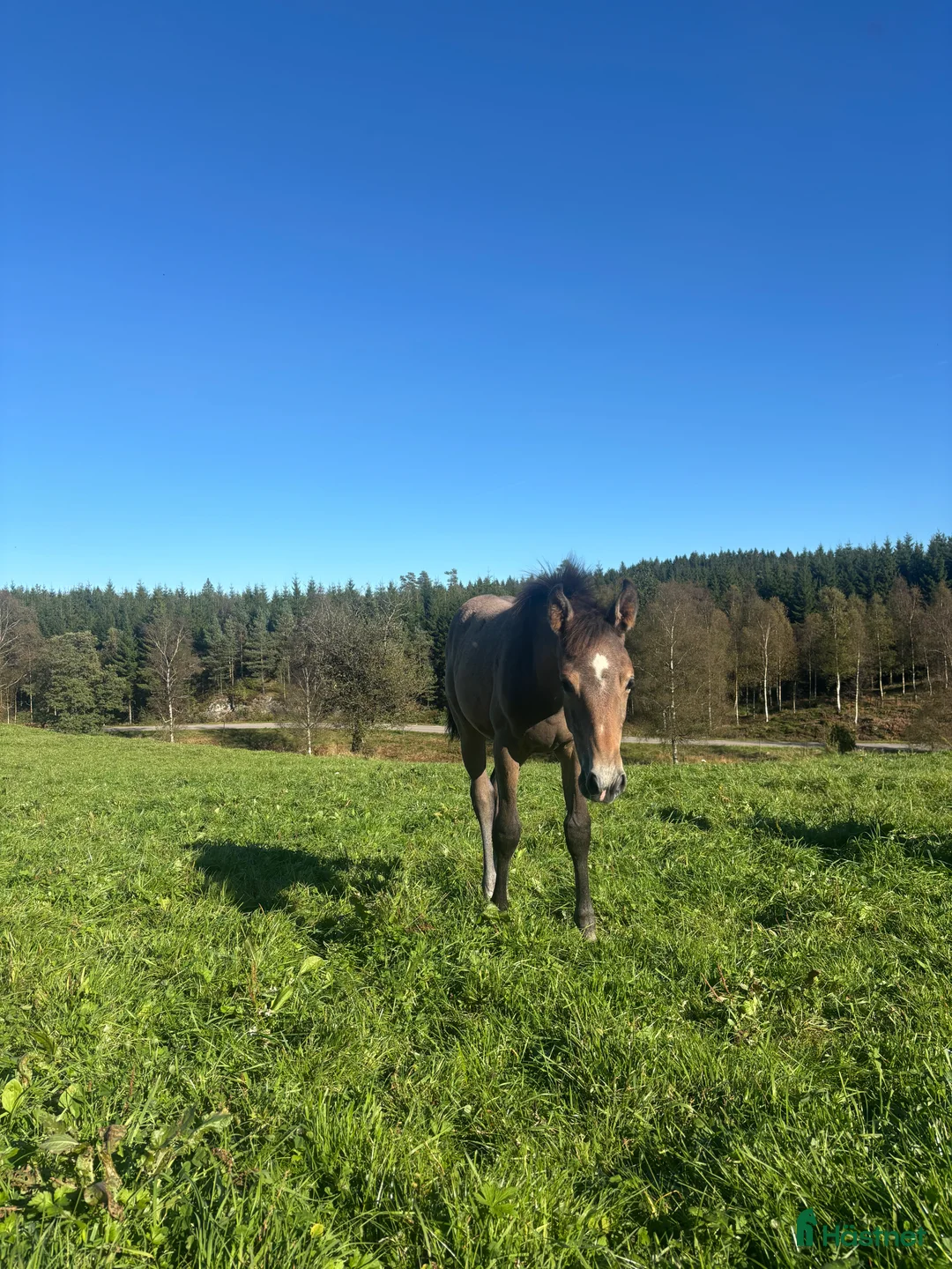 Hoppning hästar till salu: Uttrycksfullt stoföl med fantastisk hoppstam! i Ullared - Annons 8
