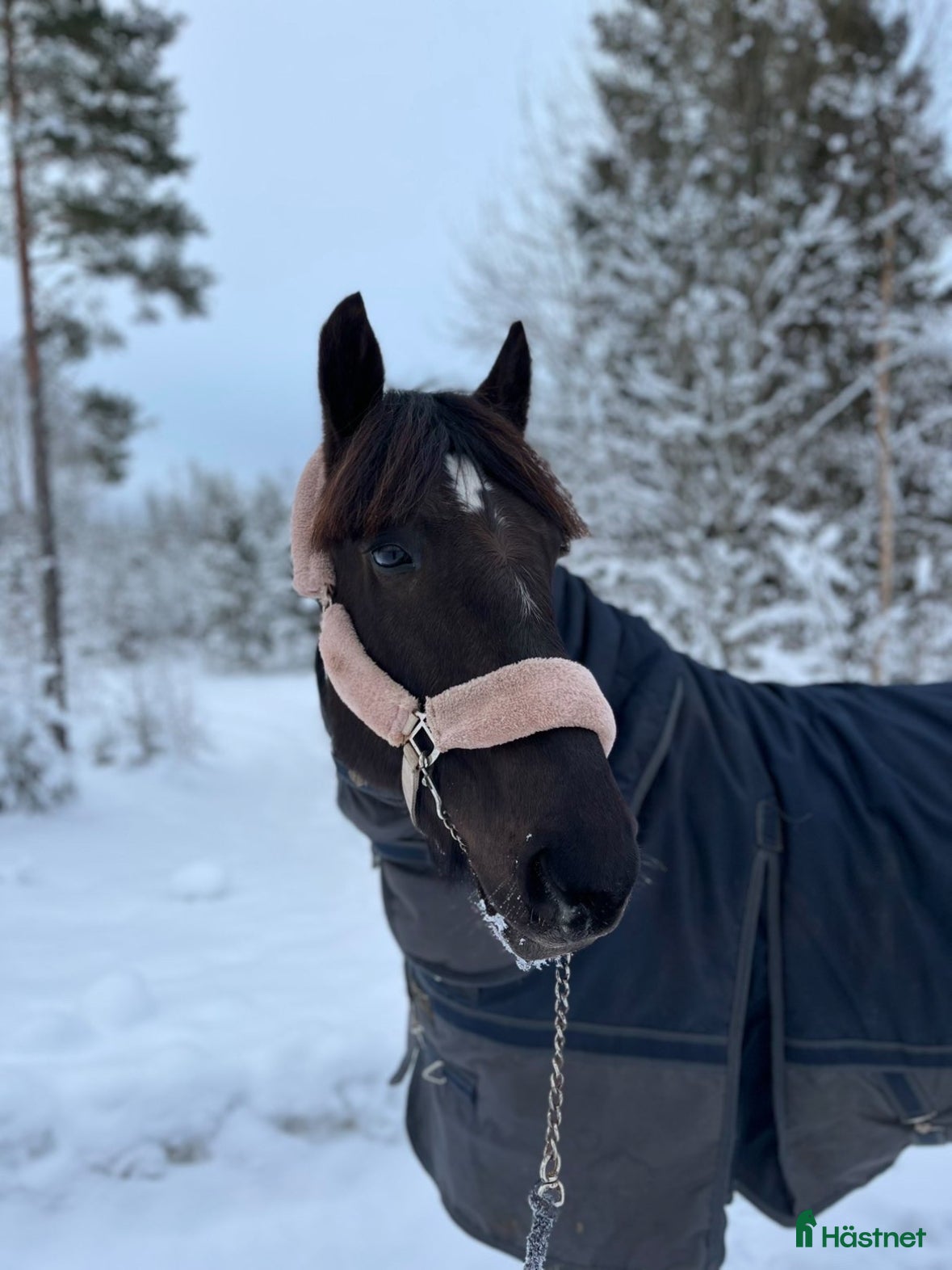  hästar Riktigt fin ridhäst säljes  - Annons 2