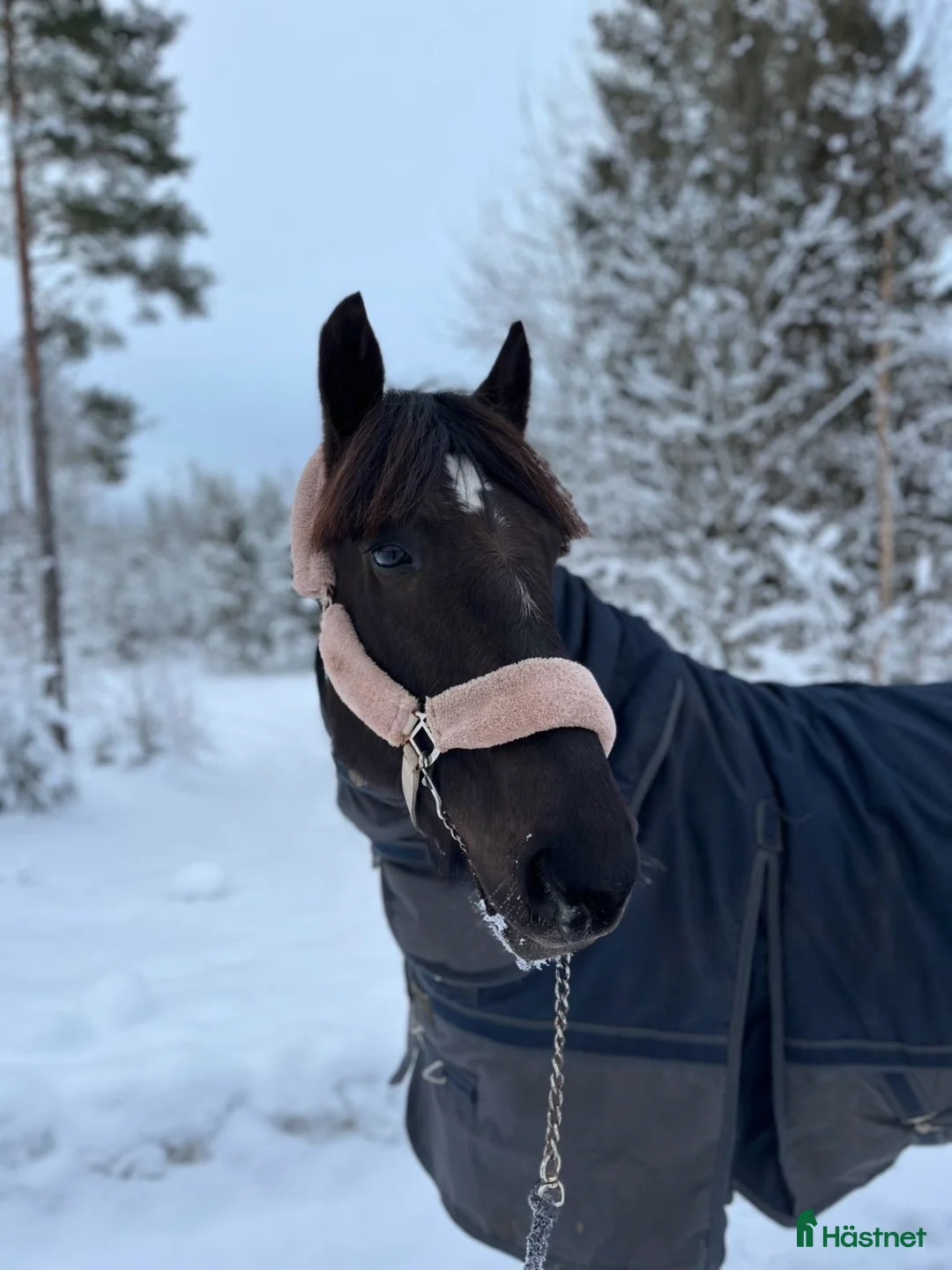 Allround hästar till salu: Riktigt fin ridhäst säljes  - Annons 2