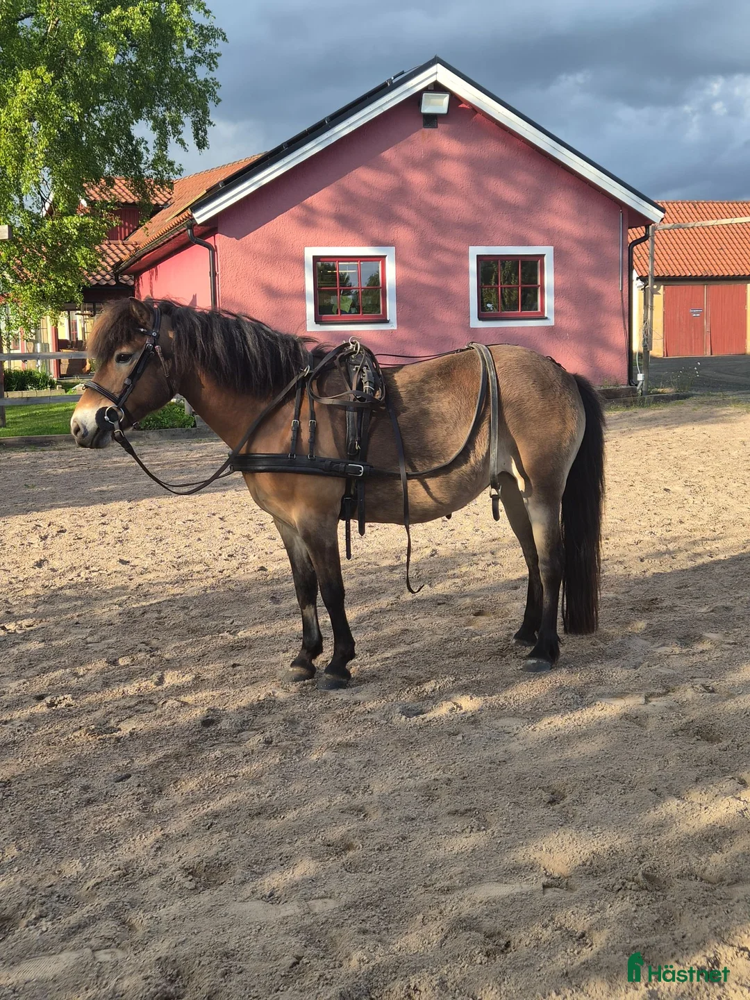 Allround hästar till salu: Kan vi hitta det perfekta hemmet? i Degeberga - Annons 12