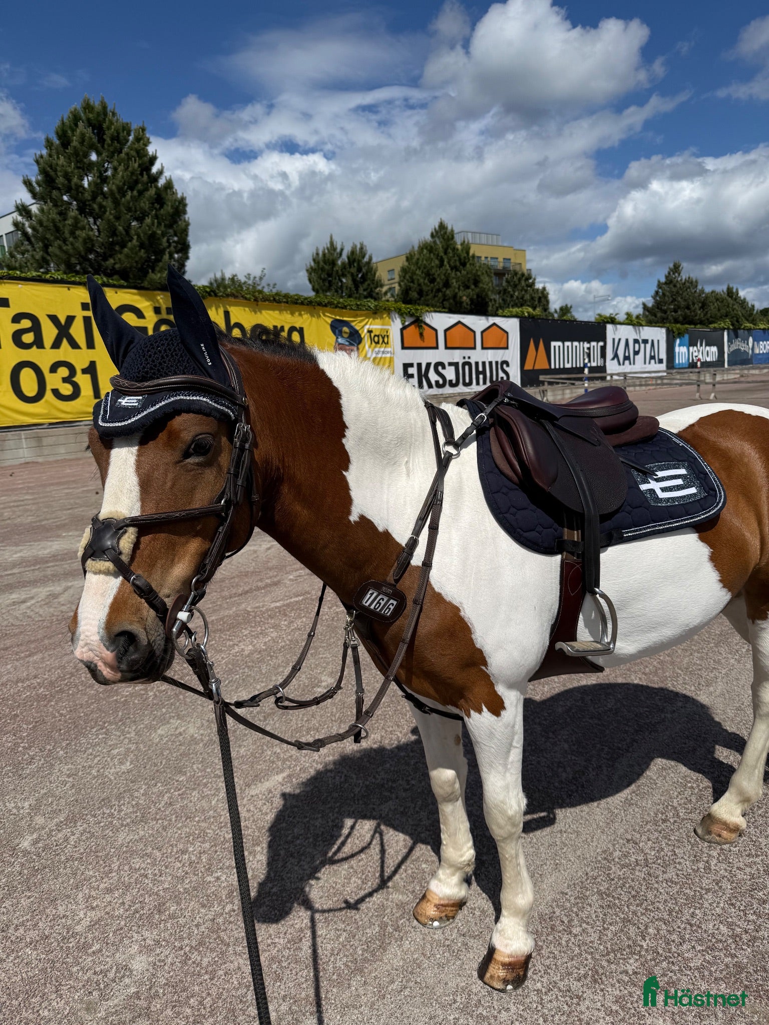  hästar Fantastisk fin tävlings ponny - Annons 15