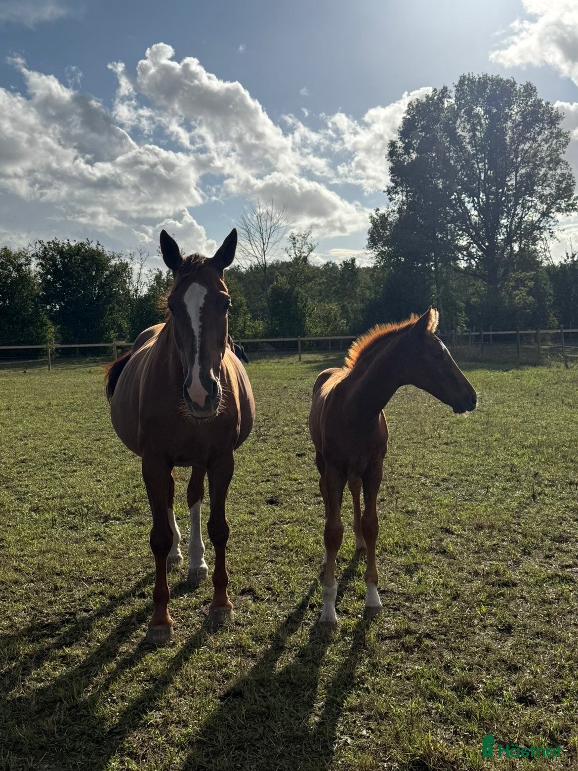  hästar Hingst med utstrålning e. Viva Vegas - Sezuan - Annons 4