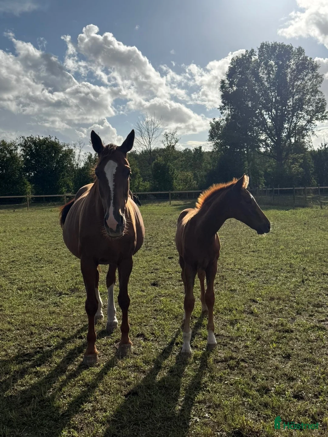 Dressyr hästar till salu: Hingst med utstrålning e. Viva Vegas - Sezuan i Farhult - Annons 1