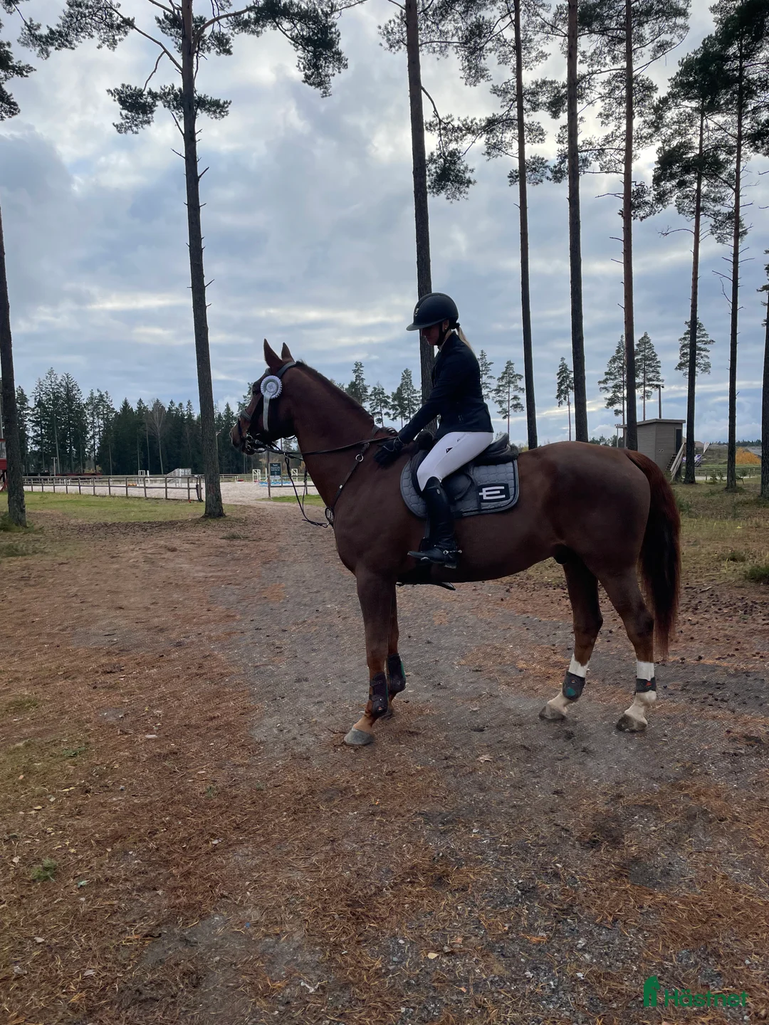 Allround hästar till salu: Killen med hjärtat på rätt ställe  - Annons 1