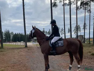 hästar Killen med hjärtat på rätt ställe - Annons 1