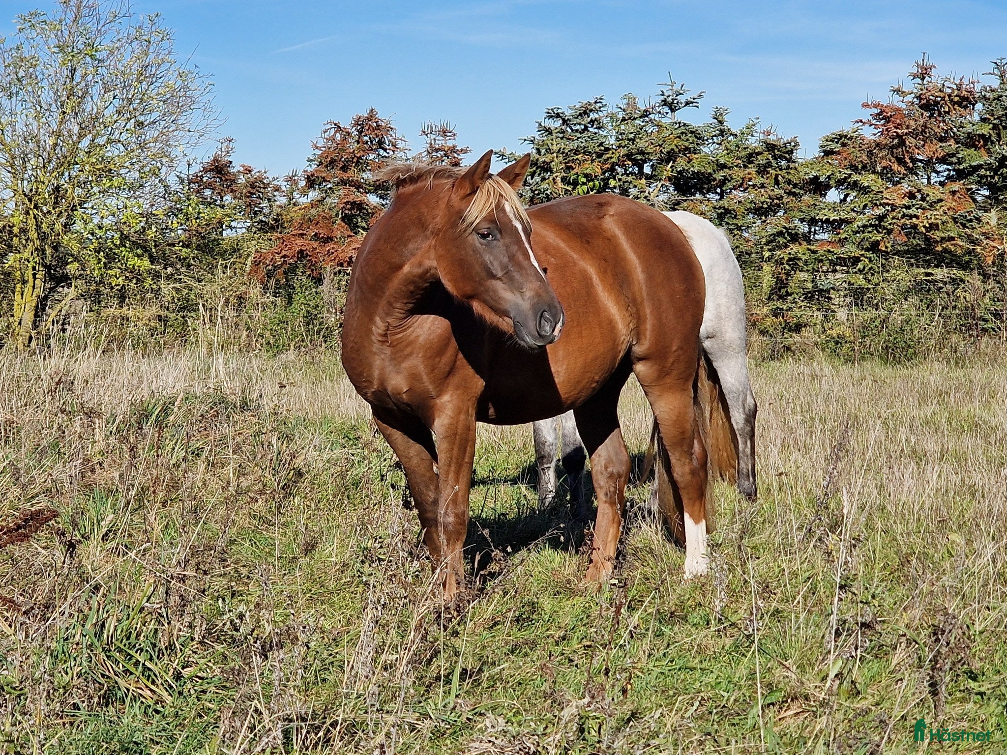  hästar Connemara/Warmblood sto i Fjenneslev - Annons 22