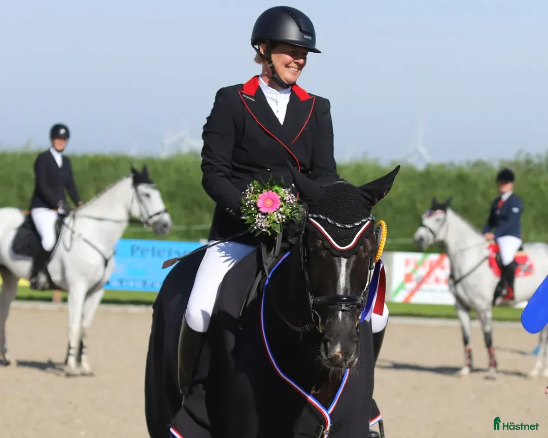 Hoppning hästar till salu: Fantastisk förmåga för ett riktigt bra pris i Nordhackstedt - Annons 2