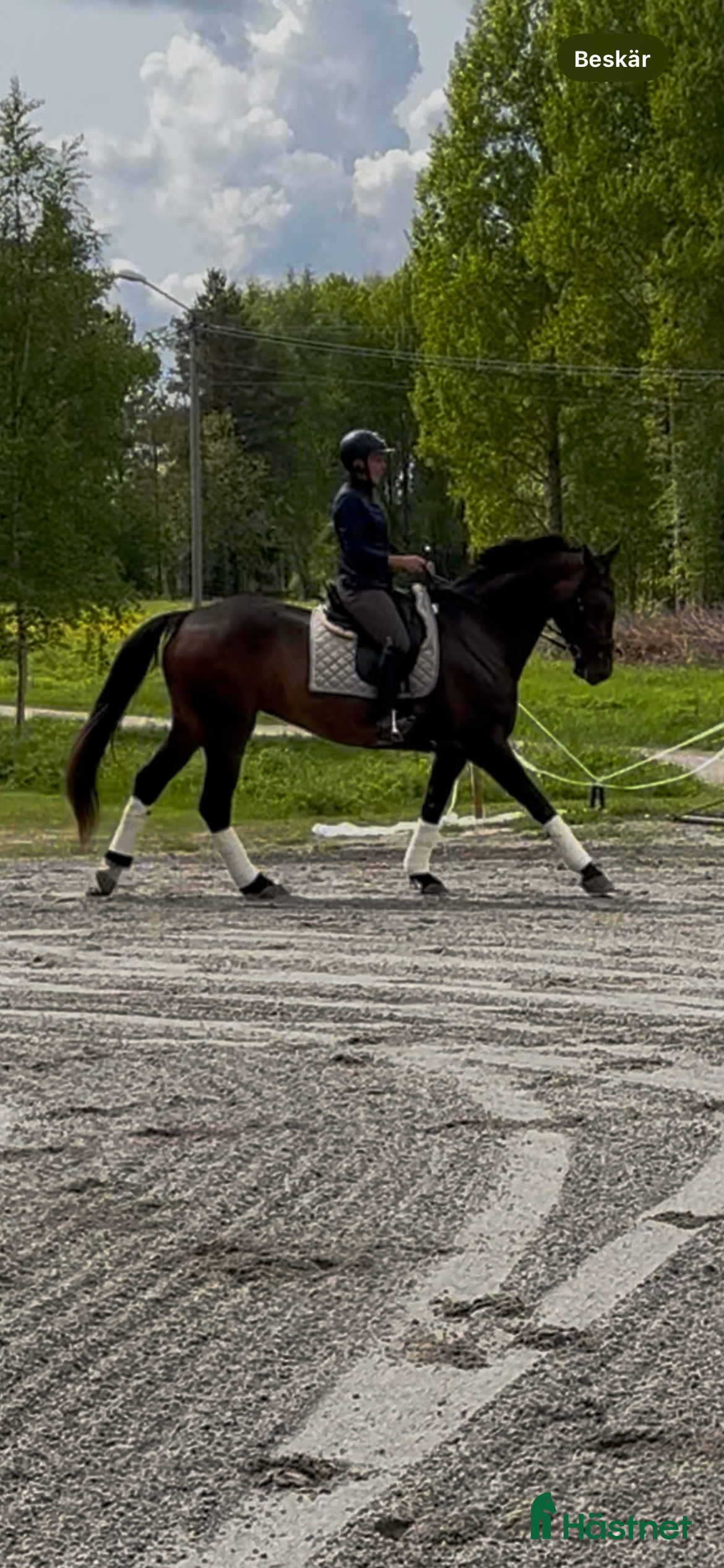  hästar Jättefint känsligt dressyrsto säljes i Rosvik - Annons 10