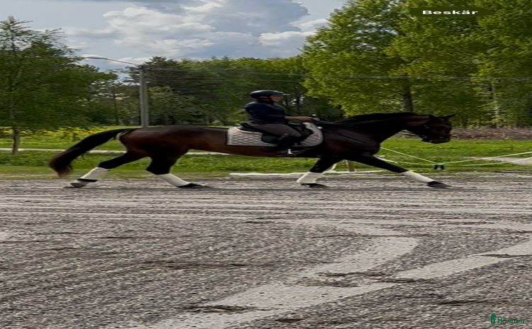  hästar i Rosvik - Annons 4