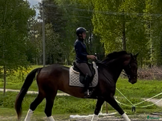 hästar Jättefint känsligt dressyrsto säljes i Rosvik - Annons 23