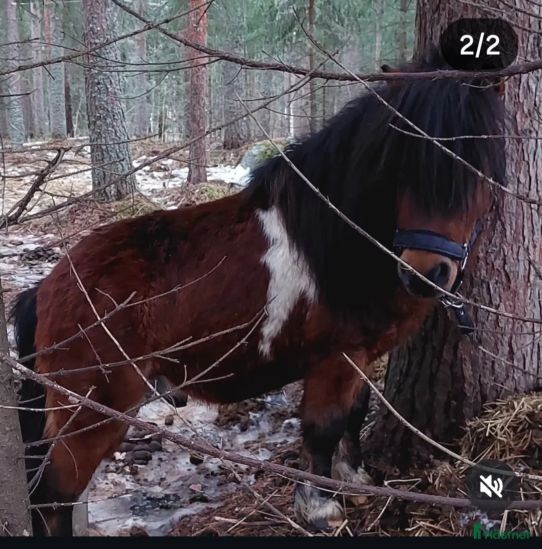 Sällskap hästar till salu: 2 vackra shetlandsponnys.  - Annons 2
