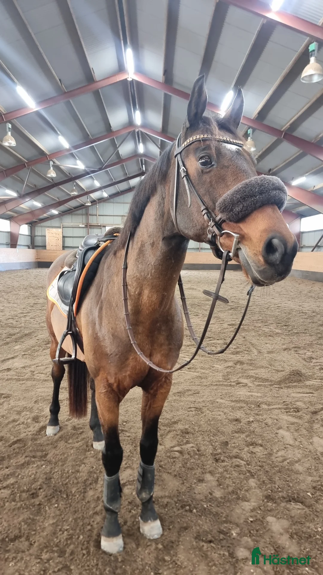Hoppning hästar till salu: Lyxig hobbyhäst - Annons 4
