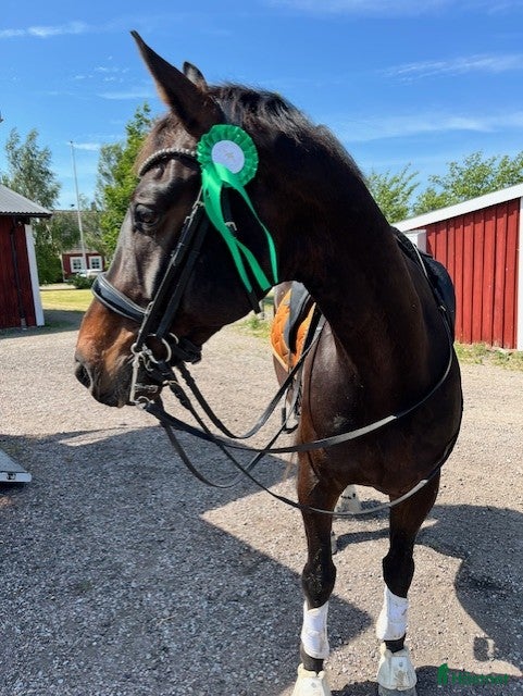 Dressyr hästar till salu: Dressyrhäst med talang för samling! - Annons 1