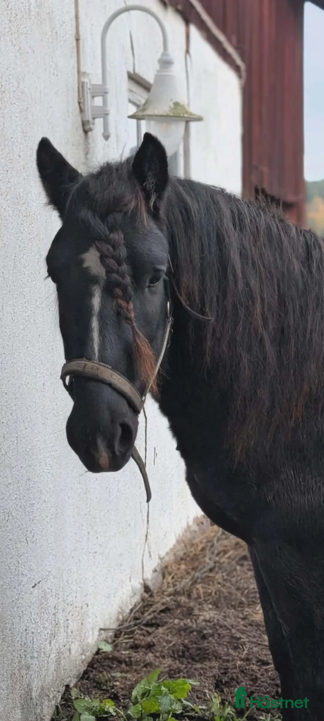 Övrigt hästar till salu: Trevlig 3 åring hingst utlånas  i Sunne - Annons 1